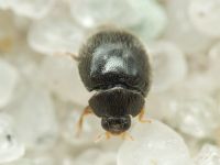 Stethorus punctillum