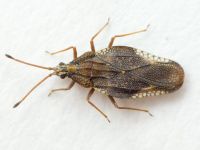 Physatocheila smreczynskii
