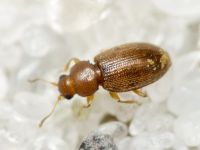 Corticarina