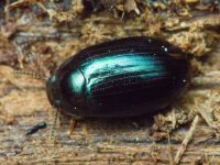 Platydema violaceum