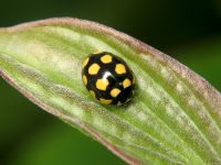 Coccinula quatuordecimpustulata