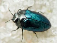 Habroloma breiti