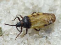 Catoplatus nigriceps