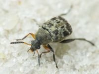 Bruchus affinis