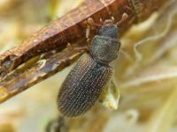 Synchita separanda