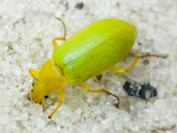 Tenebrionidae