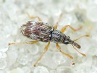 Taeniapion urticarium