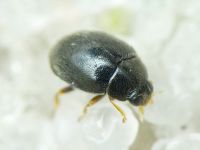 Stethorus punctillum