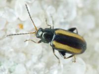 Phyllotreta vittula