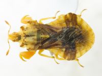 Phymata americana