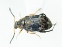 Bruchidius bimaculatus