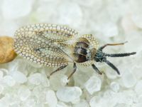 Dictyonota strichnocera
