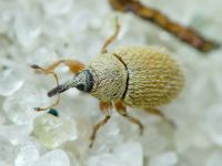 Mecinus ictericus
