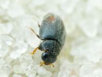 Scymniscus horioni