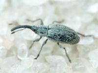 Squamapion elongatum