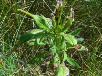 Knautia arvensis