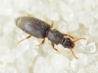Monotoma brevicollis