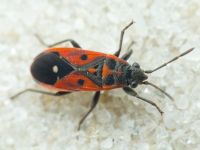 Melanocoryphus tristrami