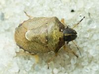 Rubiconia intermedia