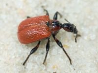 Apoderus coryli