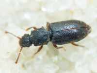 Monotoma brevicollis
