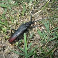 Cerambyx cerdo acuminatus