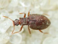 Stephostethus angusticollis