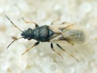 Metopoplax origani