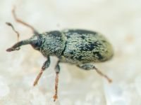 Sibinia (Sibinia) subelliptica