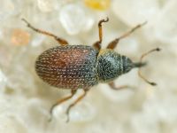 Mecinus plantaginis