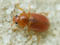 Coccidula rufa