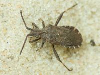 Bothrostethus annulipes