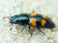 Glischrochilus (Librodor) grandis