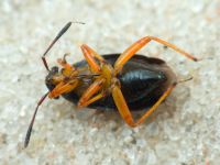 Capsus ater