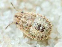 Sciocoris