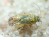 Plagiognathus chrysanthemi