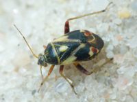 Polymerus unifasciatus
