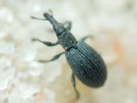Apionidae