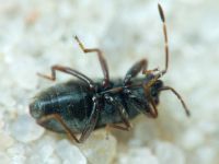 Stygnocoris rusticus
