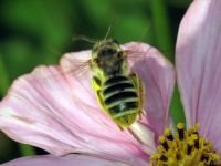 Hymenoptera