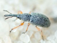 Rhopalapion longirostre