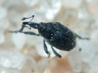 Curculionidae
