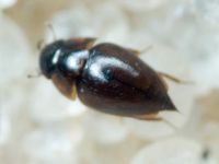 Coleoptera