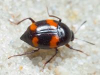 Scaphidium quadrimaculatum