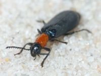 Tillus elongatus