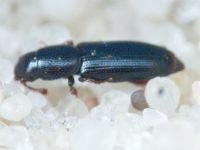 Rhizophagus