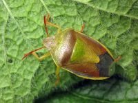 Piezodorus lituratus