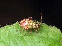 Rhabdomiris striatellus