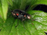 Malachius bipustulatus