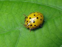 Psyllobora (Thea) vigintiduopunctata